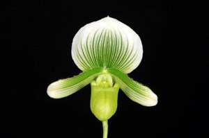 Paphiopedilum (Paph. Hsinying Emma x Paph. Hsinying Dragon) Rebecca AM/AOS 80 pts.